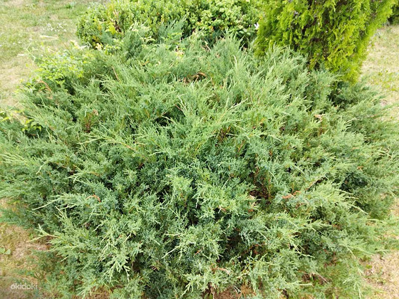 Müüa/ müüa kadakad/kadakad