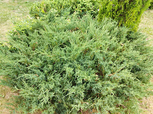Müüa/ продам kadakad/можжевельники (1 фото из 1)