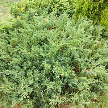 Müüa/ müüa kadakad/kadakad