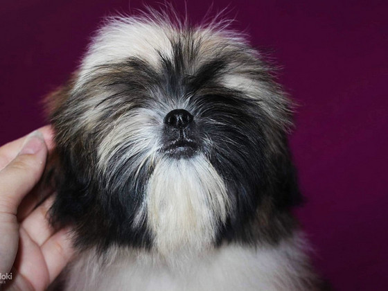 Puikūs mieli grynaveisliai Shih Tzu šuniukai!