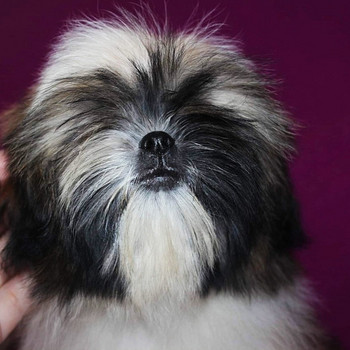 Puikūs mieli grynaveisliai Shih Tzu šuniukai!