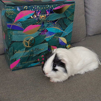 Merisiga otsib pruuti