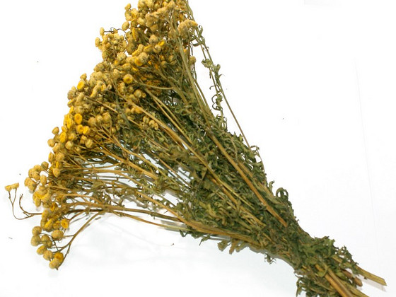 Tansy