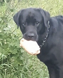 Labradori retriiver otsib pruuti (1 foto / 1)