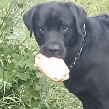 Labradori retriiver otsib pruuti