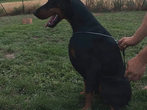 Young dobermann male