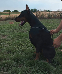 Young dobermann male (1 foto no 2)