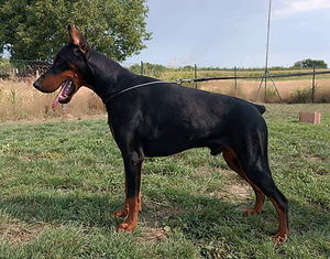 Young dobermann male (2 foto no 2)
