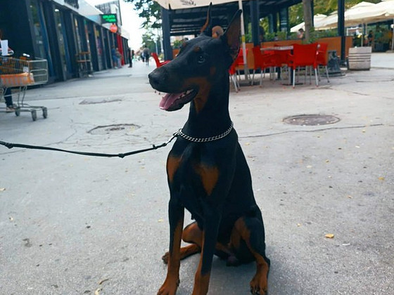 Young dobermann female