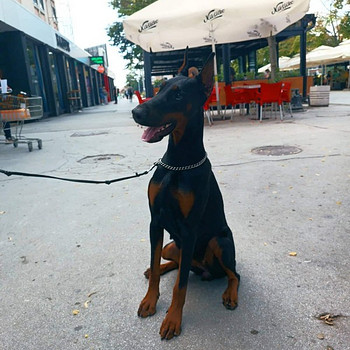 Young dobermann female