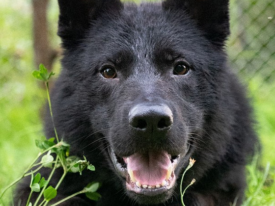 Young male germany shepherd