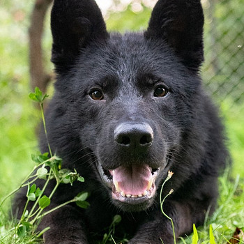Young male germany shepherd
