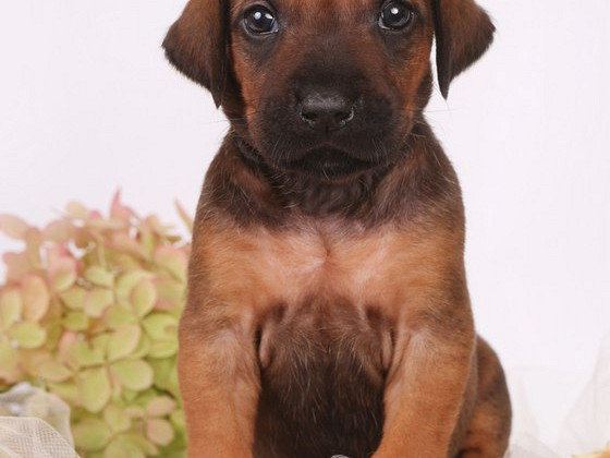 Rhodesian Ridgeback