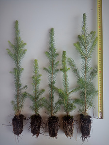 Kuuseistikud / kuusetaimed / metsataimed (1 foto / 1)