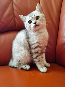 Продается британский котенок (1 фото из 6)