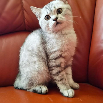 Продается британский котенок