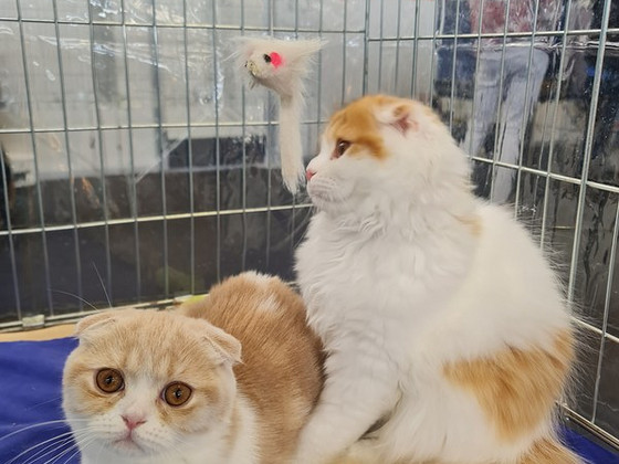 Scottish fold
