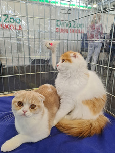 Scottish fold (1 foto no 4)