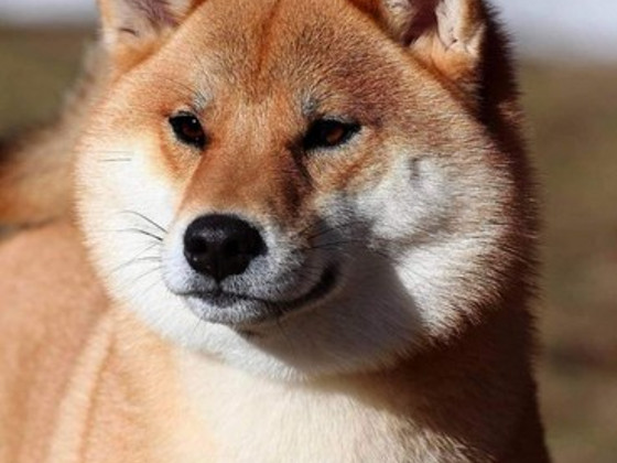 Shiba Inu kucēni ir gatavi rezervācijai