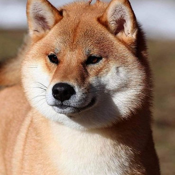 Shiba Inu kucēni ir gatavi rezervācijai