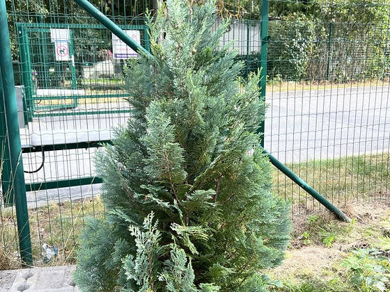 Кипарисы 1.5м - 14 шт