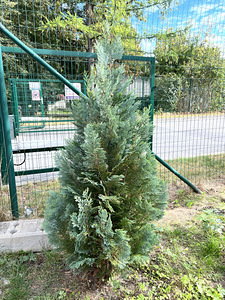 Küpressid 1,5m - 14 tk (1 foto / 2)