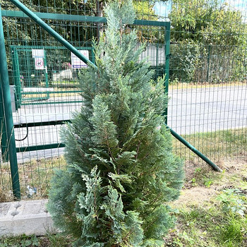 Küpressid 1,5m - 14 tk
