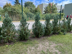 Küpressid 1,5m - 14 tk (2 foto / 2)