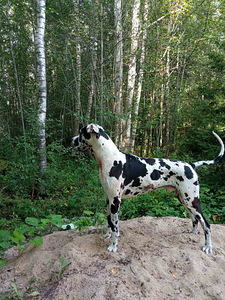 Немецкий дог (2 фото из 2)