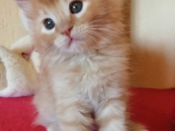 Maine Coon