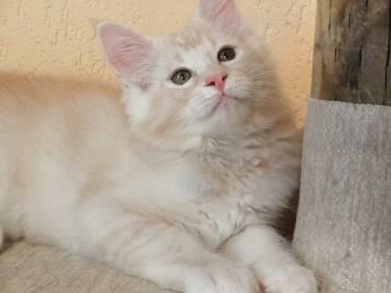 Maine Coons