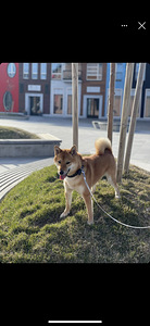 Shiba inu kaabel (1 foto / 1)