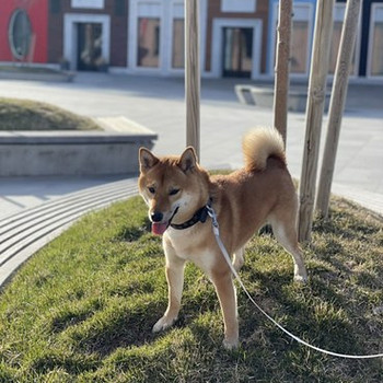 Shiba inu kaabel
