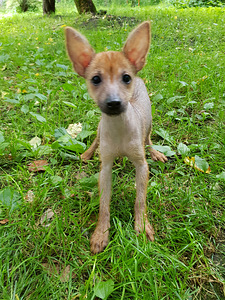 Mexican hairless mini (1 foto no 2)