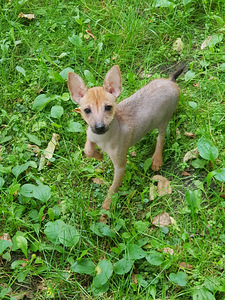 Mexican hairless mini (2 foto no 2)