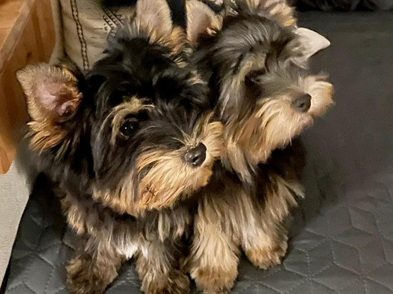 Yorkshire Terrier