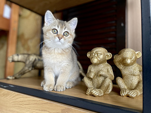 Шотландские котята (2 фото из 8)