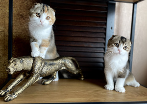 Шотландские котята (5 фото из 8)