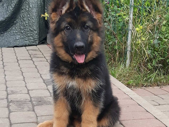 Vācu aitu kucēni