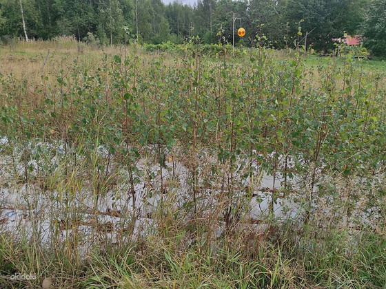 Maarjakase istikud (kloontaimed)