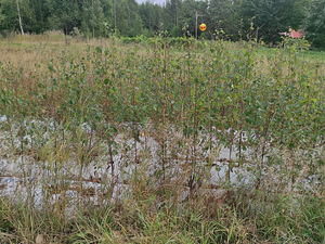 Maarjakase istikud (kloontaimed) (1 foto / 3)