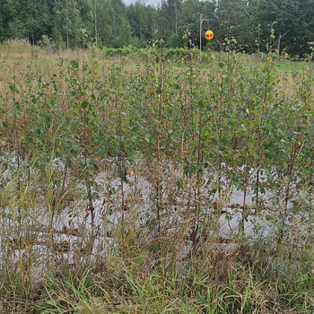 Maarjakase istikud (kloontaimed)