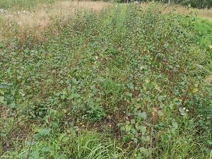 Maarjakase istikud (kloontaimed) (2 foto / 3)