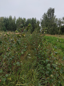 Maarjakase istikud (kloontaimed) (3 foto / 3)