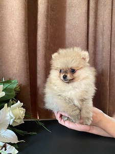 Pomeranian (1 foto no 3)