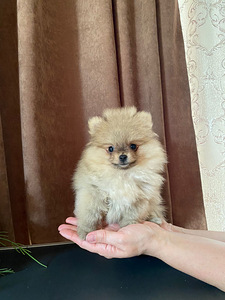Pomeranian (2 foto no 3)