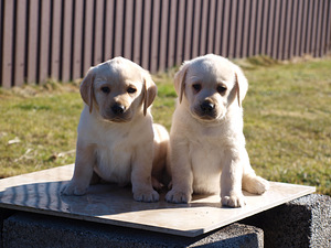 Labradors retrivers (1 foto no 8)