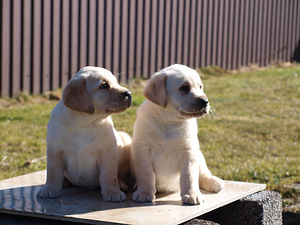 Labradors retrivers (2 foto no 8)