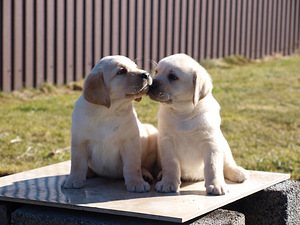 Labradors retrivers (3 foto no 8)
