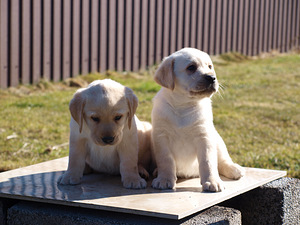 Labradors retrivers (4 foto no 8)